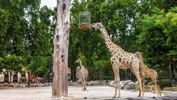 Giraffen im Zoo von Lissabon