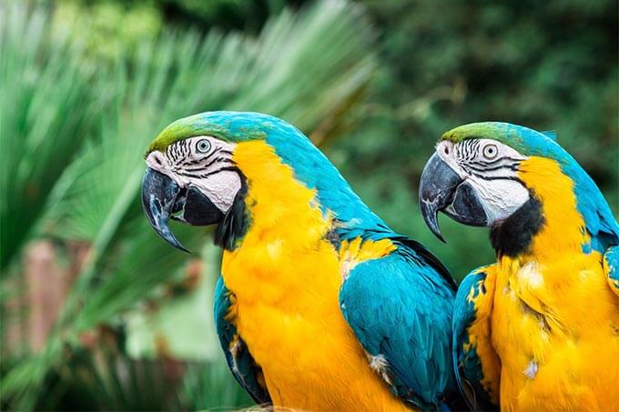 Papageien im Zoo von Lissabon
